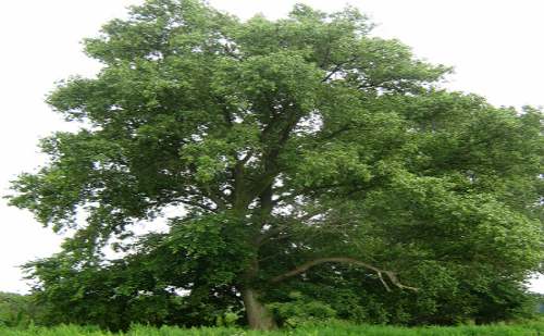 Álamo