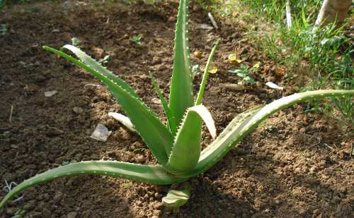 Aloe