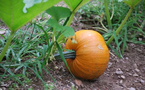 Calabaza