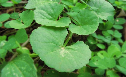 Centella asiática