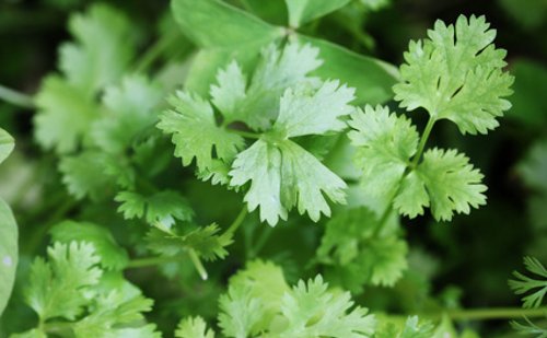 Cilantro