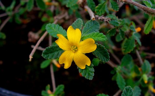 Damiana