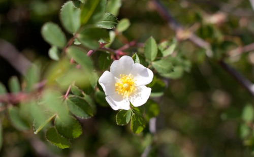 Escaramujo