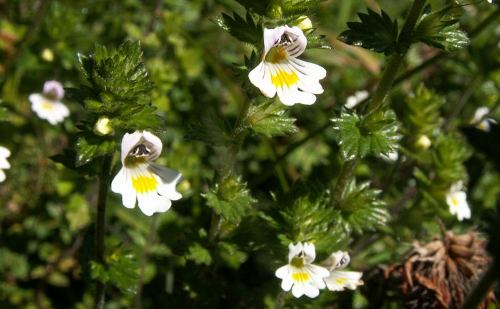 Eufrasia