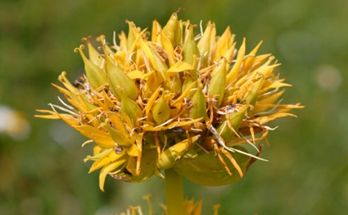 Genciana