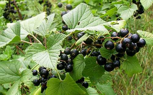 Grosellero negro