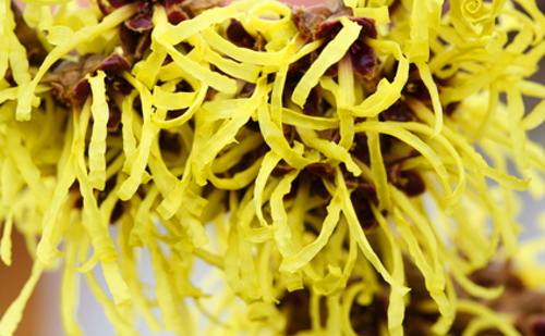Hamamelis