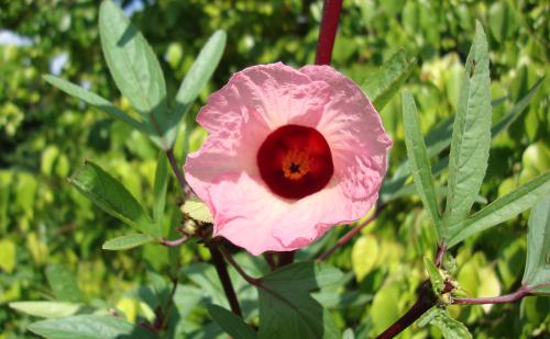 Hibisco