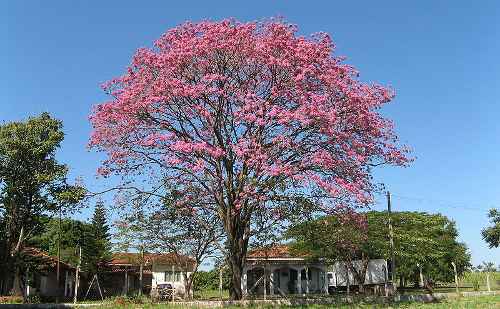 Lapacho