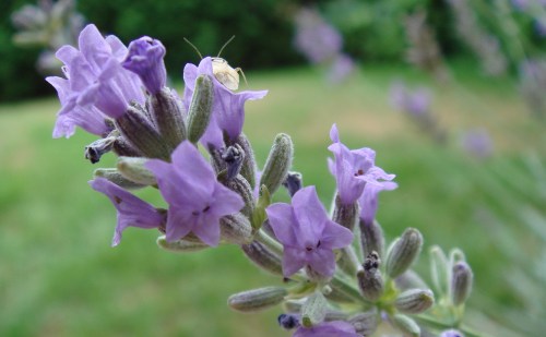 Lavanda