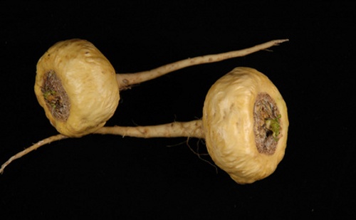 Maca