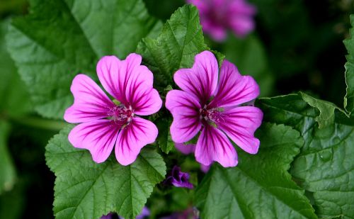 Malva