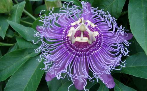 Pasiflora