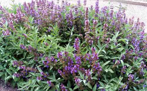 Salvia
