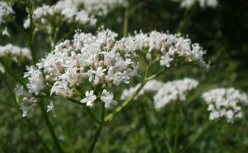 Valeriana